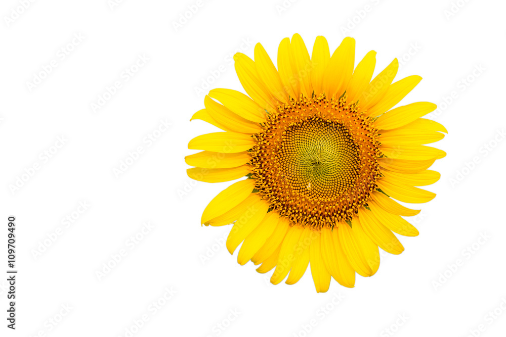 sunflower close-up on white background sunflower close-up on white background