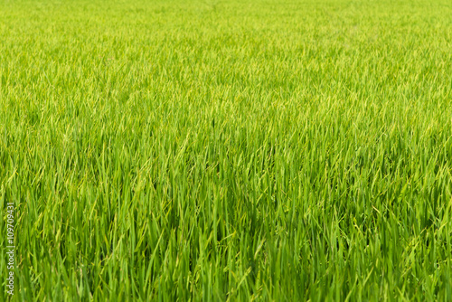 Green young rice field in countryside of Thailand.