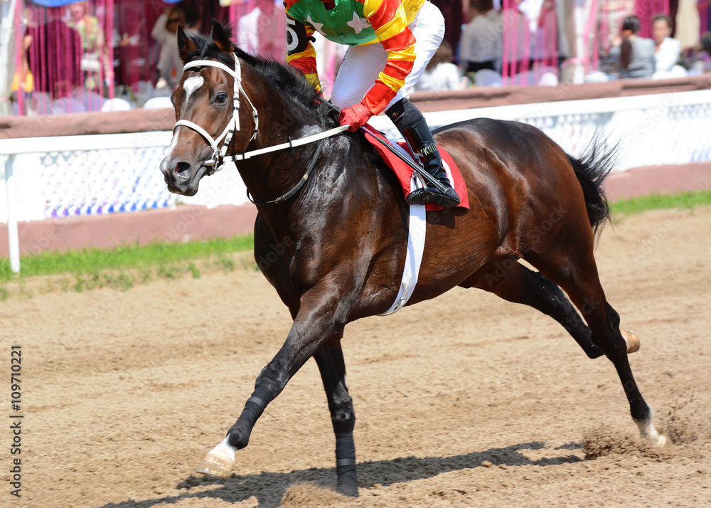The bay racehorse in motion on racetrack