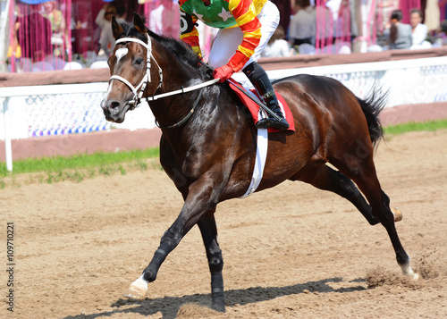 Obraz na płótnie The bay racehorse in motion on racetrack w salonie