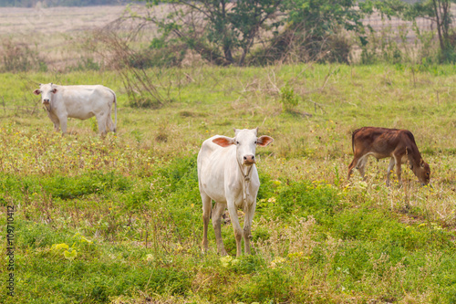 Wallpaper Mural cows in a field in Thailand Torontodigital.ca