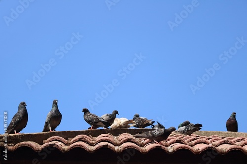 Grey pigeons stay on tile roof in  blue sky summer times
