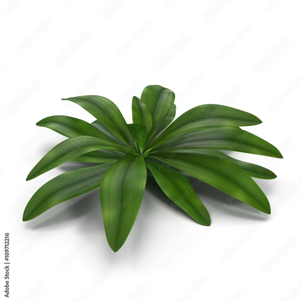 Tropical Plant isolated on white