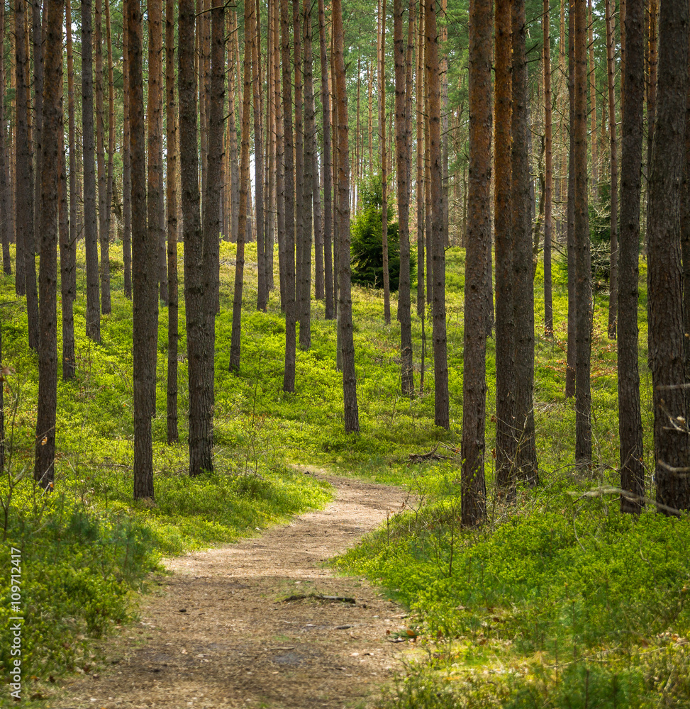 Obraz premium Kiefernwald