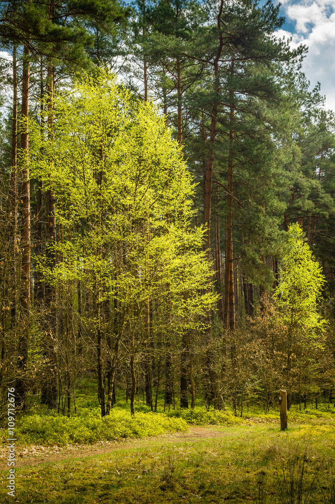 Obraz premium Kiefernwald mit Birke