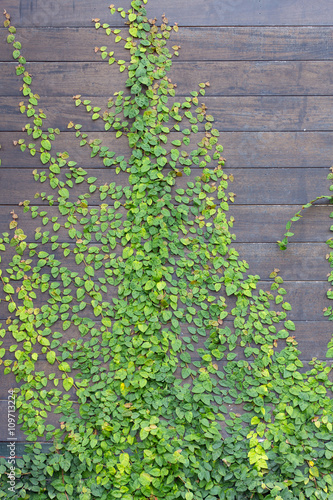 Background of wall wooden with green tree