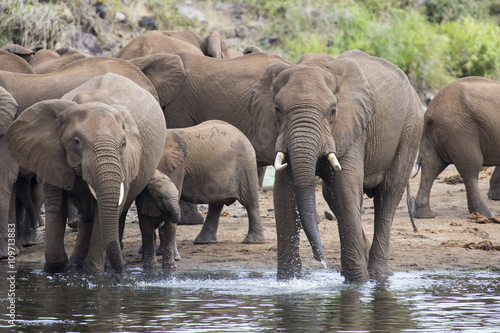 Large elephant herd stand and drink at edge of a water hole