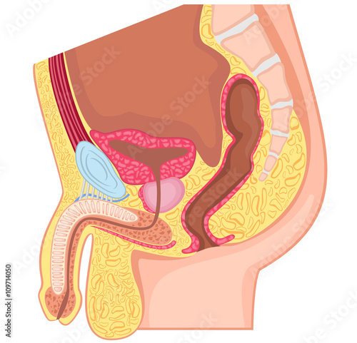 Male reproductive system