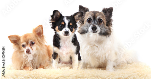 three chihuahua dogs are resting