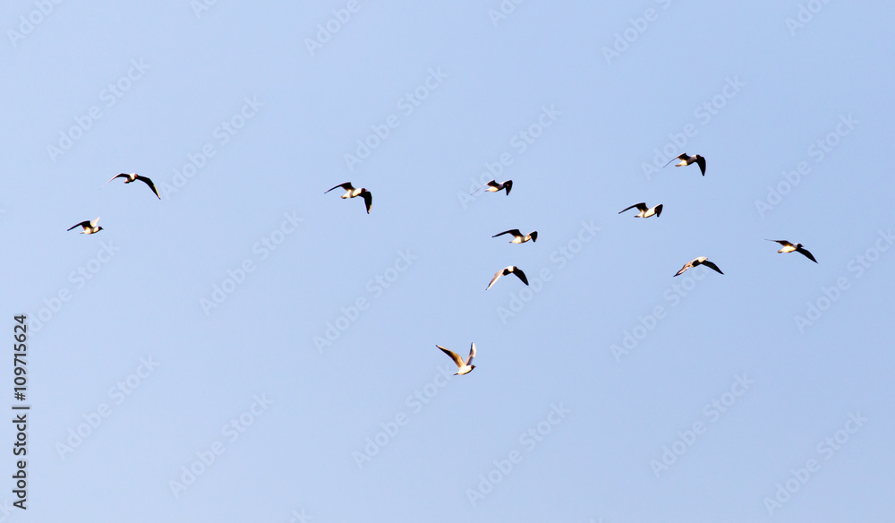 a flock of seagulls against a blue sky