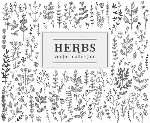 Tableau sur Toile Herbs and twigss set. Vector illustration