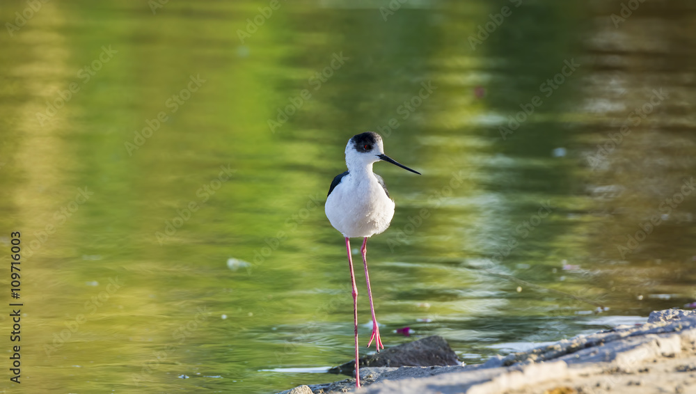 Obraz premium Black-winged Stilt, Common Stilt, or Pied Stilt (Himantopus hima