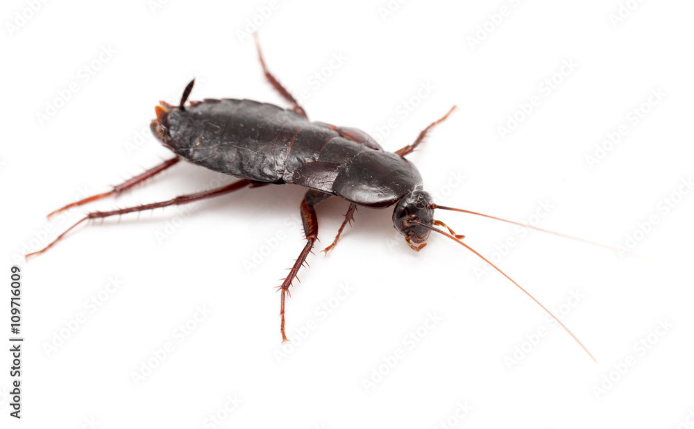 cockroach on a white background cockroach on a white background