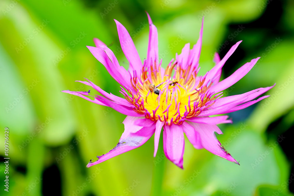 Blossoming lotus Blossoming lotus