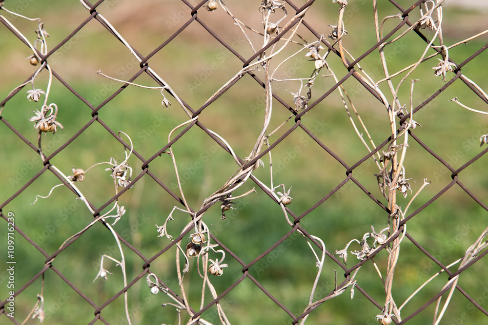 dry climber on a metal fence as a backdrop dry climber on a metal fence as a backdrop
