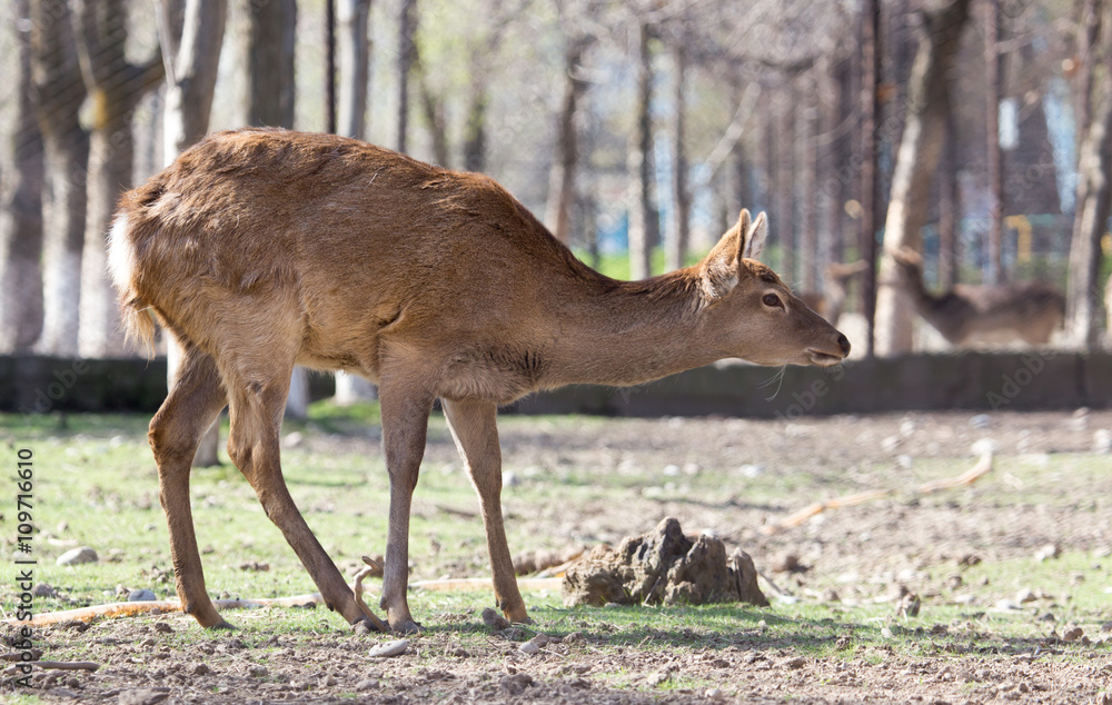 Portrait of a young female deer