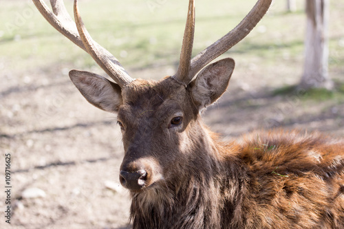 portrait of a young male deer on nature