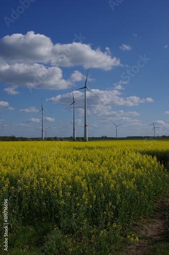Windkrafträder und Rapsfeld
