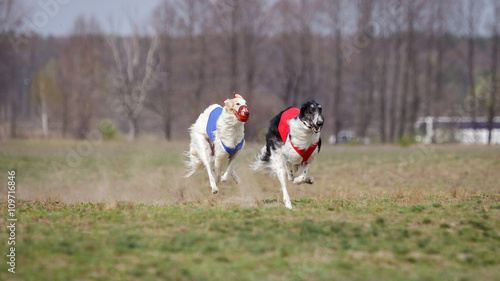 Coursing, passion and speed. Russkaya psovaya borzaya