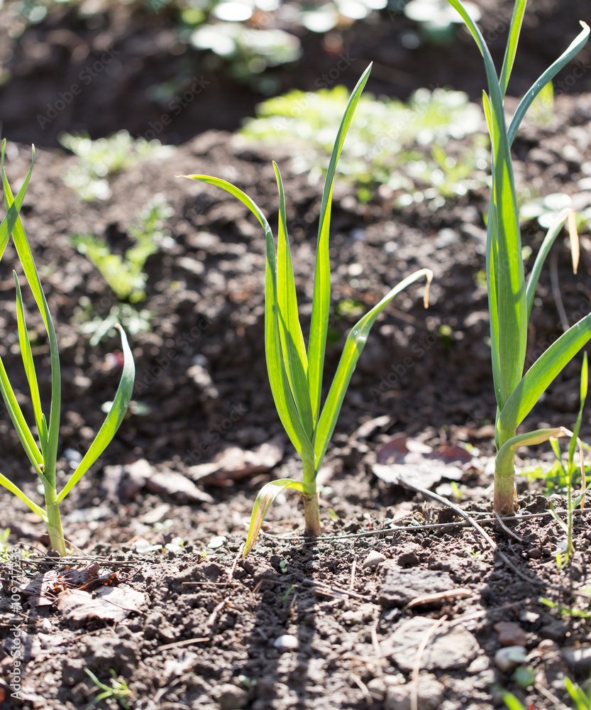 green garlic in the garden green garlic in the garden