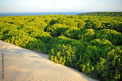 Dunes and pine forests in the Doñana National Park with the Atlantic Ocean in the background, Huelva, Spain photo