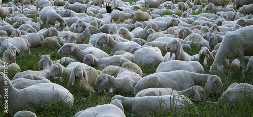 Canvas Print Gregge di pecore