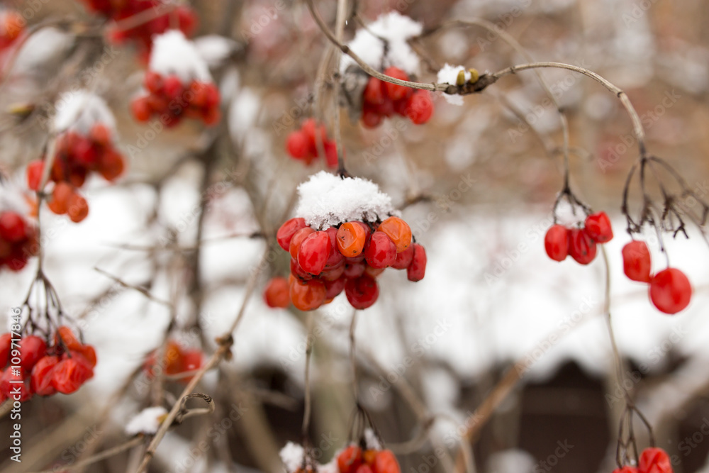 Kalina red in the snow in the winter in nature Kalina red in the snow in the winter in nature