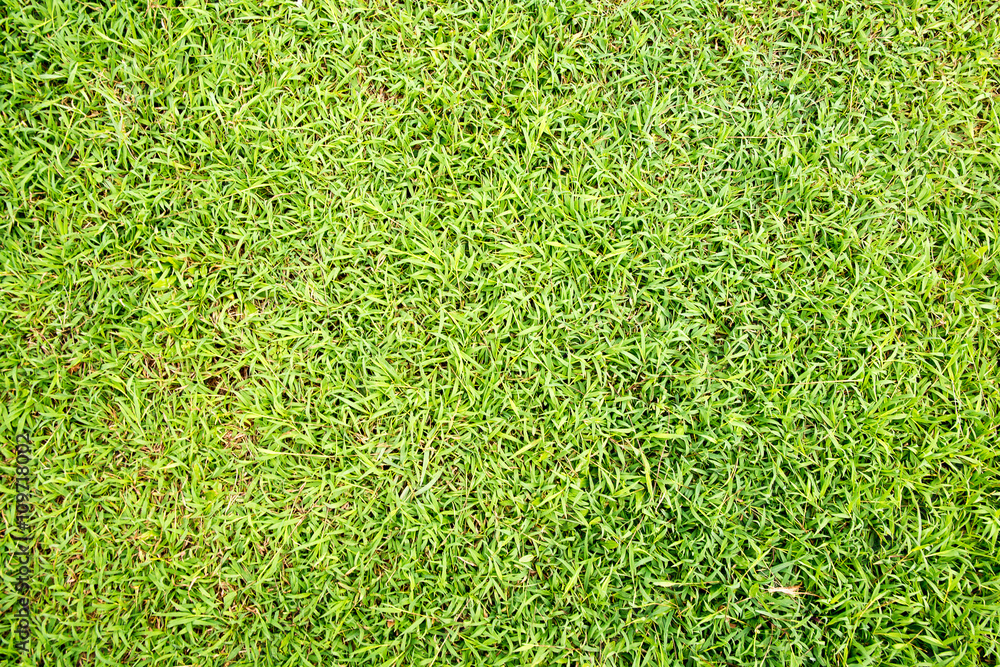 Fototapeta premium grass