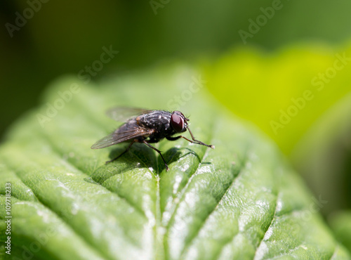 Fototapeta Naklejka Na Ścianę i Meble -  fly in nature. macro
