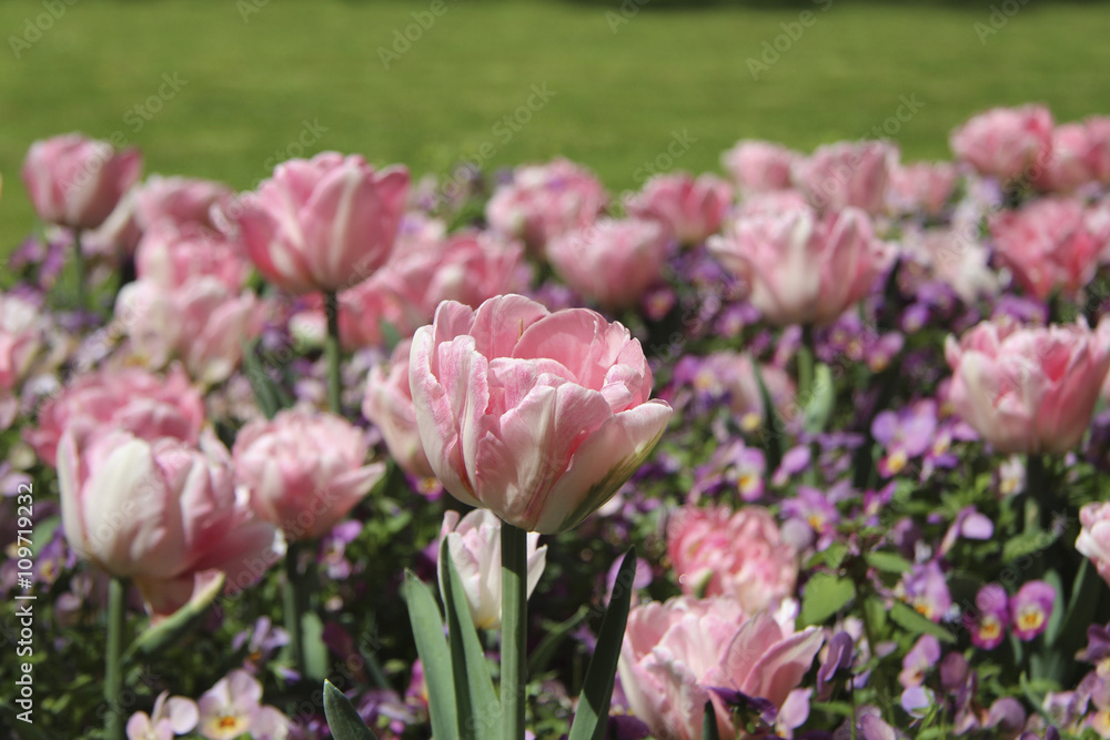 Obraz premium pink tulip in tulips flowerbad