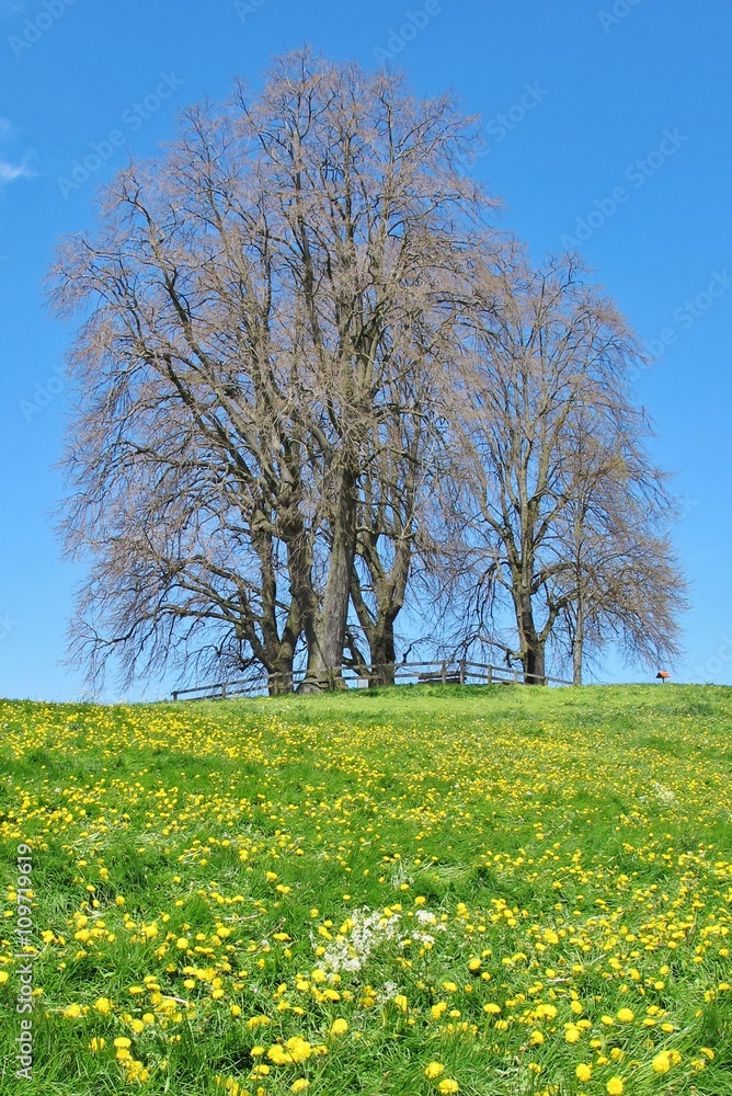Frühlingswiese mit kahler Baumgruppe Frühlingswiese mit kahler Baumgruppe