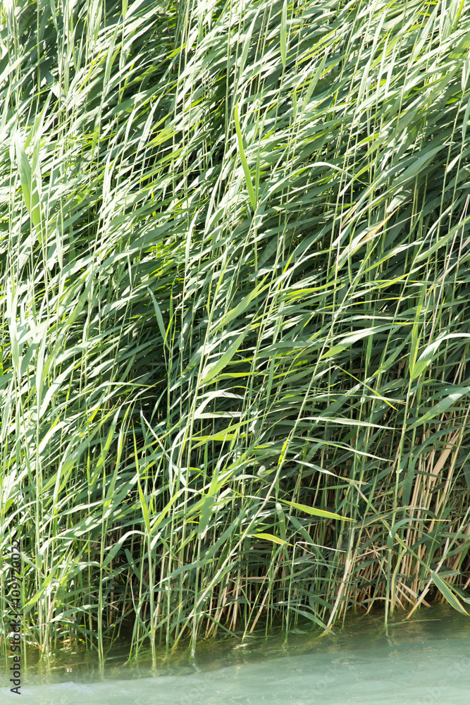 green reeds in nature green reeds in nature