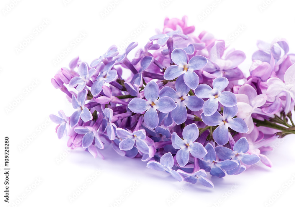 branch lilac on a white background branch lilac on a white background