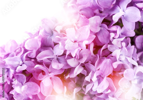 Lilac flowers. Floral backgrou