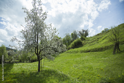 apple tree in mountains