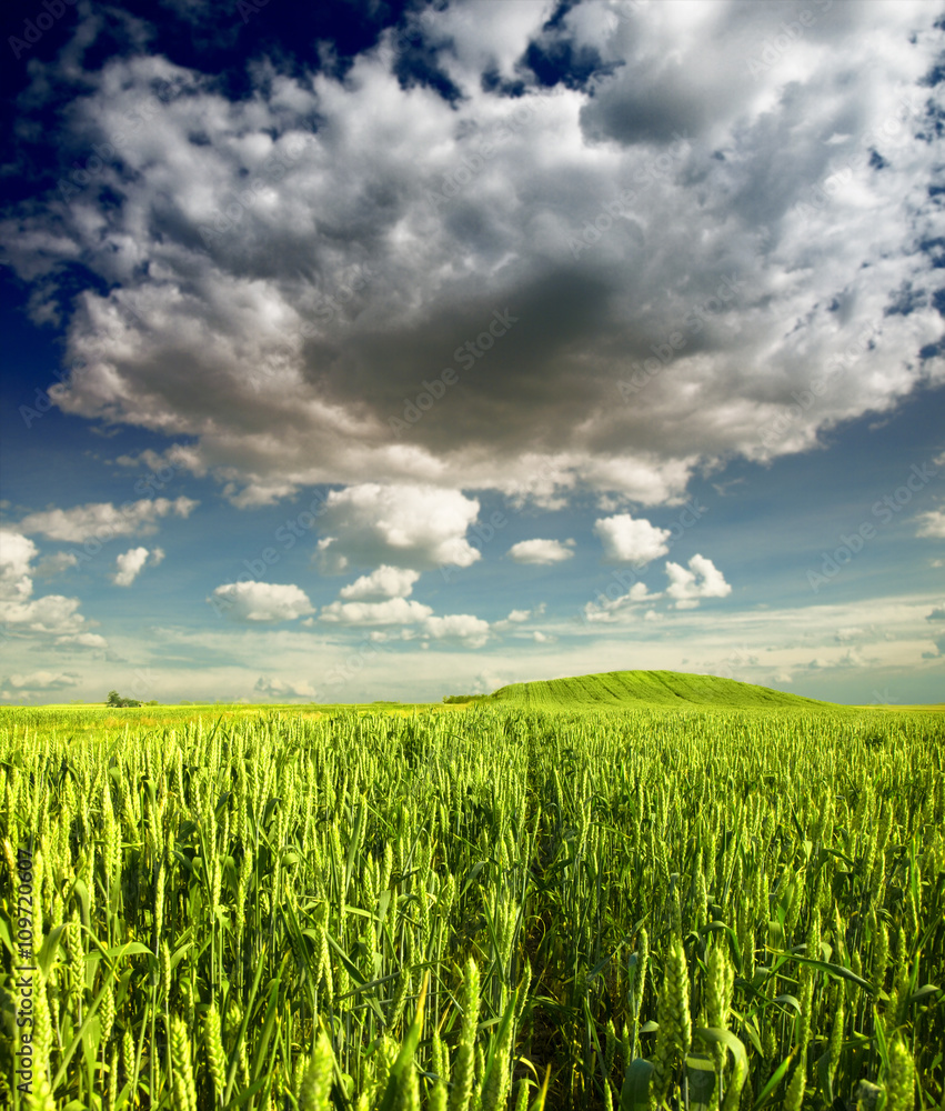 Green Wheat field and dramatic clouds Green Wheat field and dramatic clouds