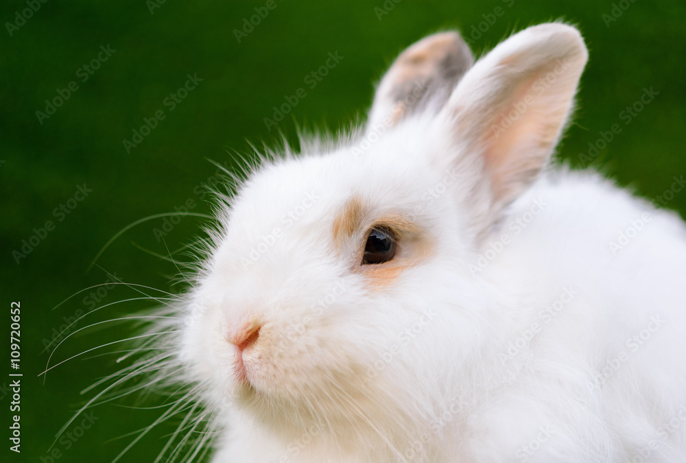Decorative white angora rabbit closeup. Fluffy and cute bunny. Decorative white angora rabbit closeup. Fluffy and cute bunny.