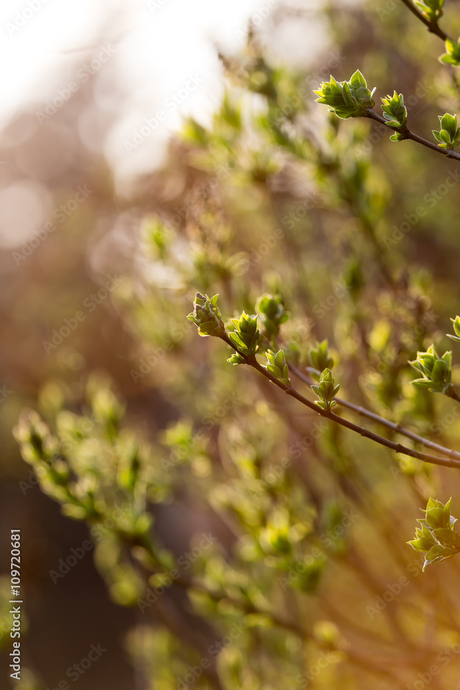 small leaves on a tree in spring small leaves on a tree in spring