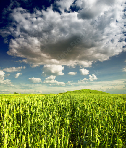 Green Wheat field and dramatic clouds