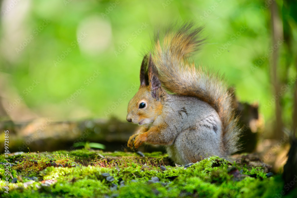 Squirrel,spring keeps the food in your legs Squirrel,spring keeps the food in your legs
