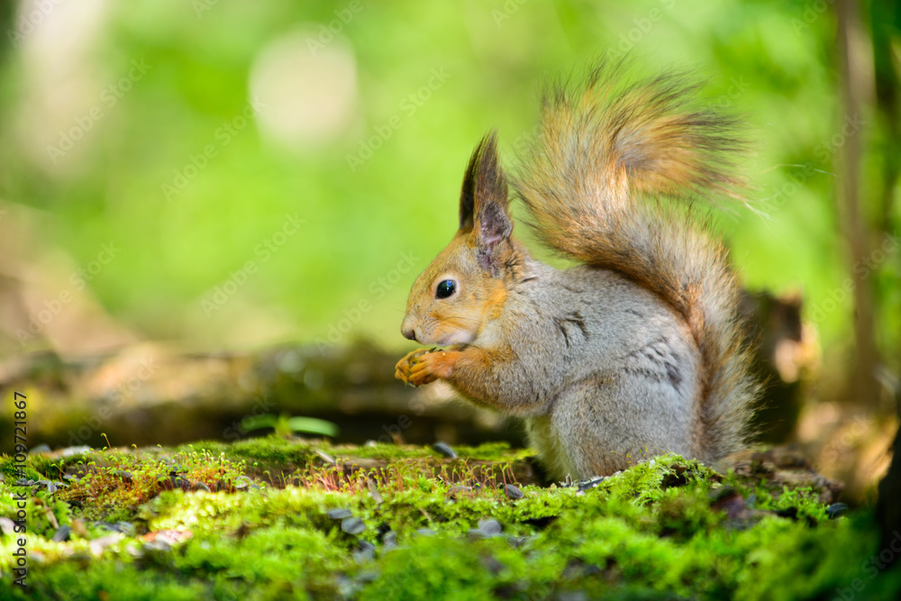 grey squirrel in the spring grey squirrel in the spring
