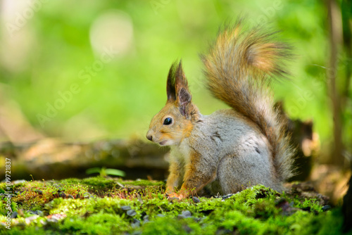 grey squirrel in the spring © Aleksei Zakharov