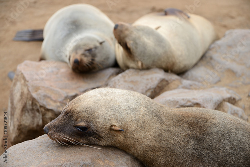 Seals  Cape Cross  Namibia
