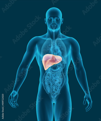 anatomy of human liver with digestive organs 3d illustration