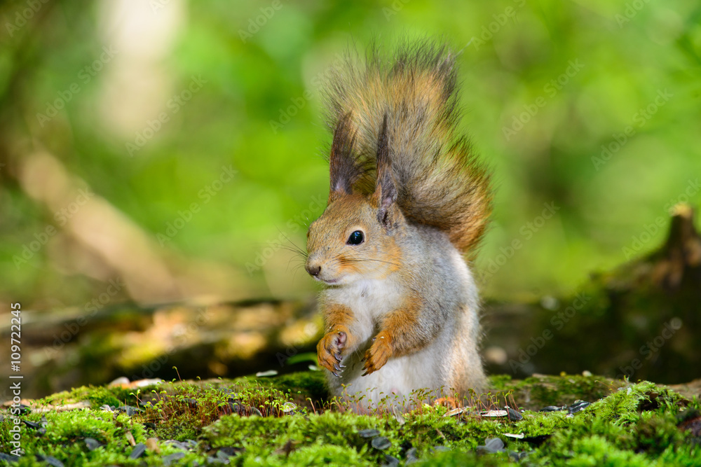 Obraz premium grey squirrel in the spring