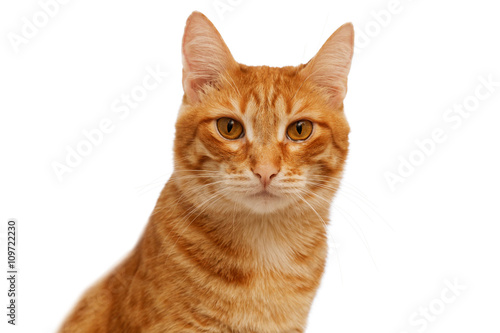 Obraz na plátně Head of ginger cat isolated on white