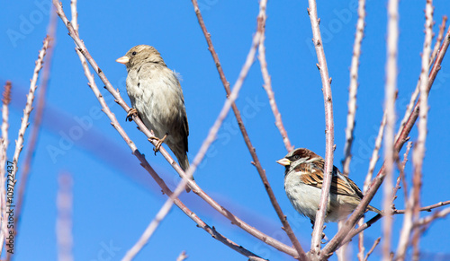 Sparrow on a tree against the blue sky photo