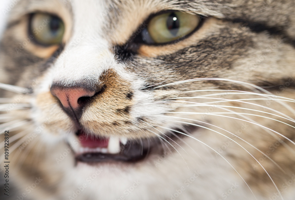 portrait of an evil cat. macro