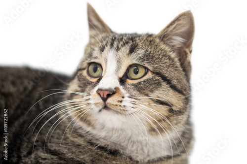 Cat portrait on a white background