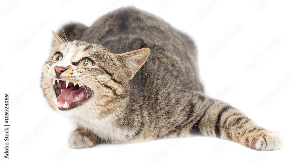 Obraz premium Frightened kitten lying in front. Isolated on white background. looking away